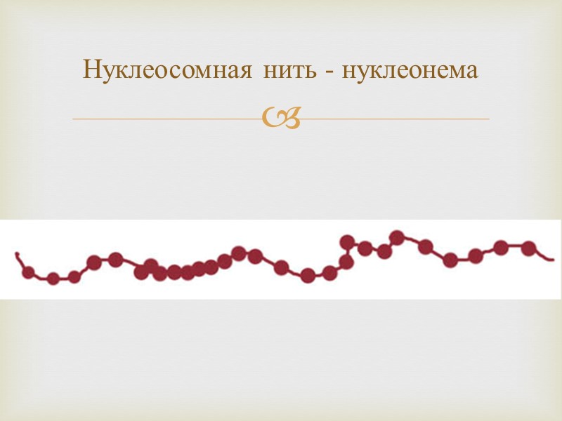 Нуклеосомная нить - нуклеонема